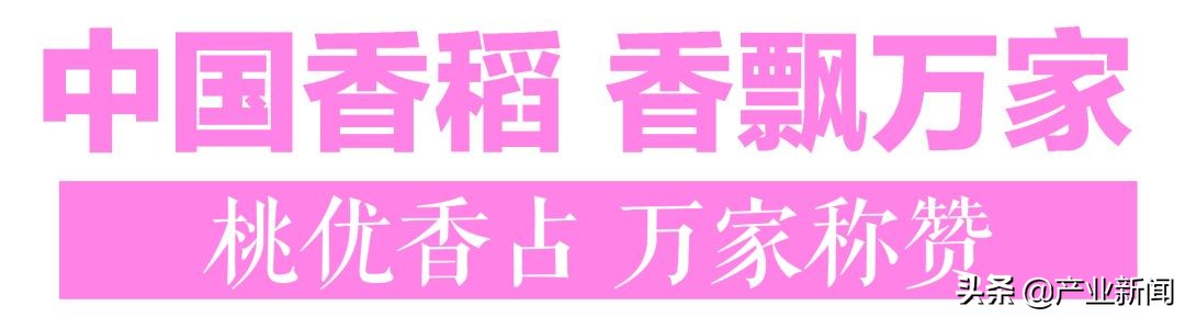 一张图读懂水稻品种的选择