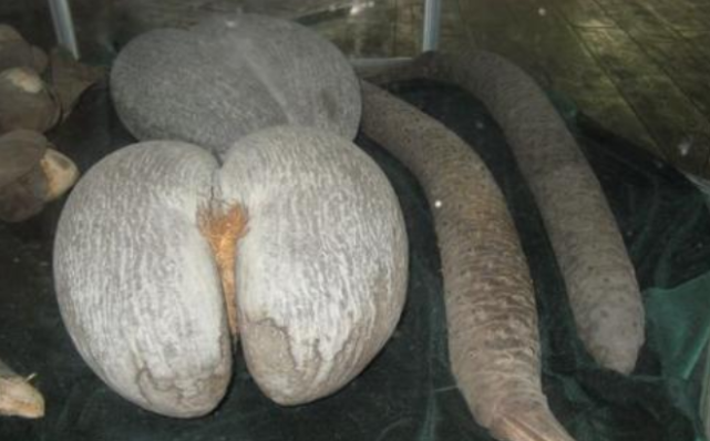 印度洋岛国出产的椰子长相“流氓”, 价格堪比黄