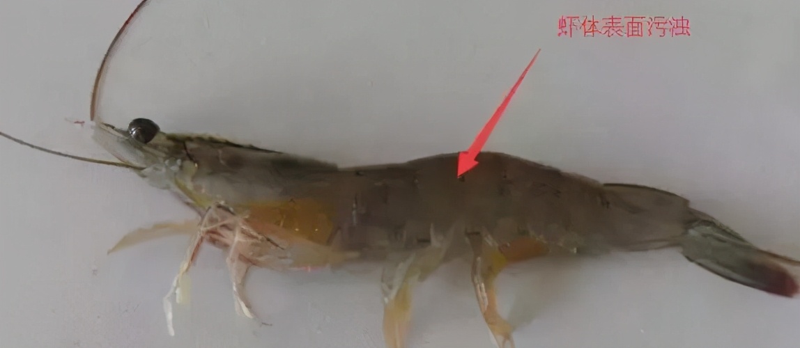 南美白对虾养殖中容易忽视的寄生虫病纤毛虫病