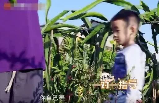 应采儿官宣生二胎，陈小春幸福洋溢透露性别，还是男孩？