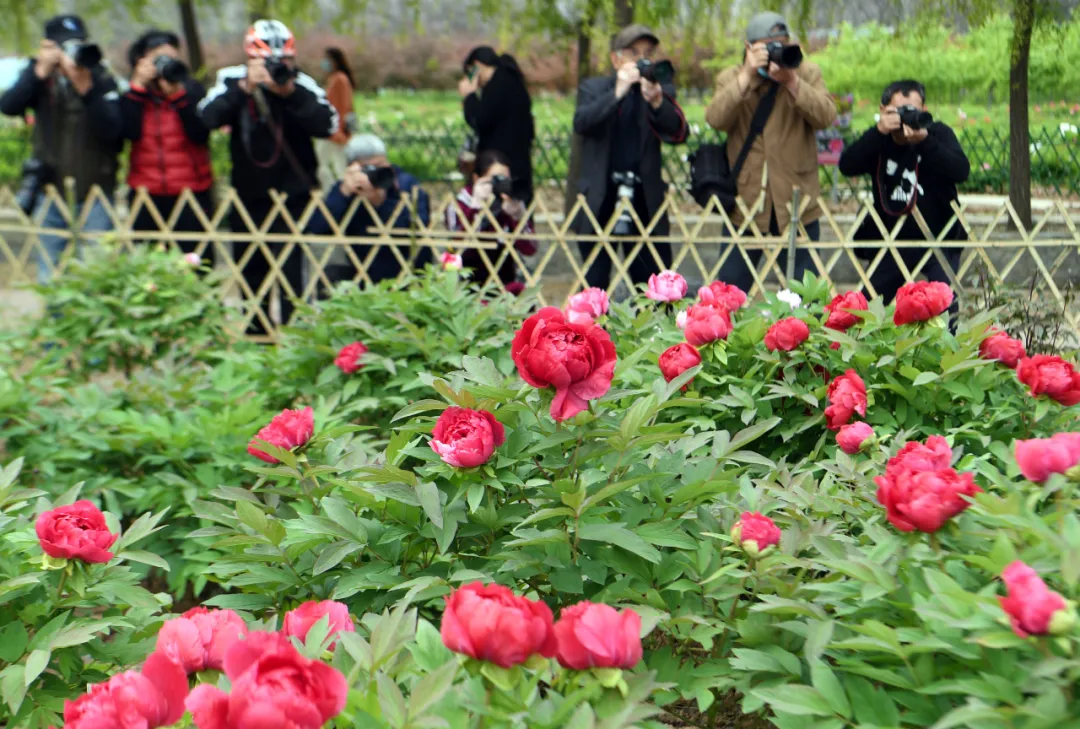 牡丹花开正当时，邀你一起来亳州赏花