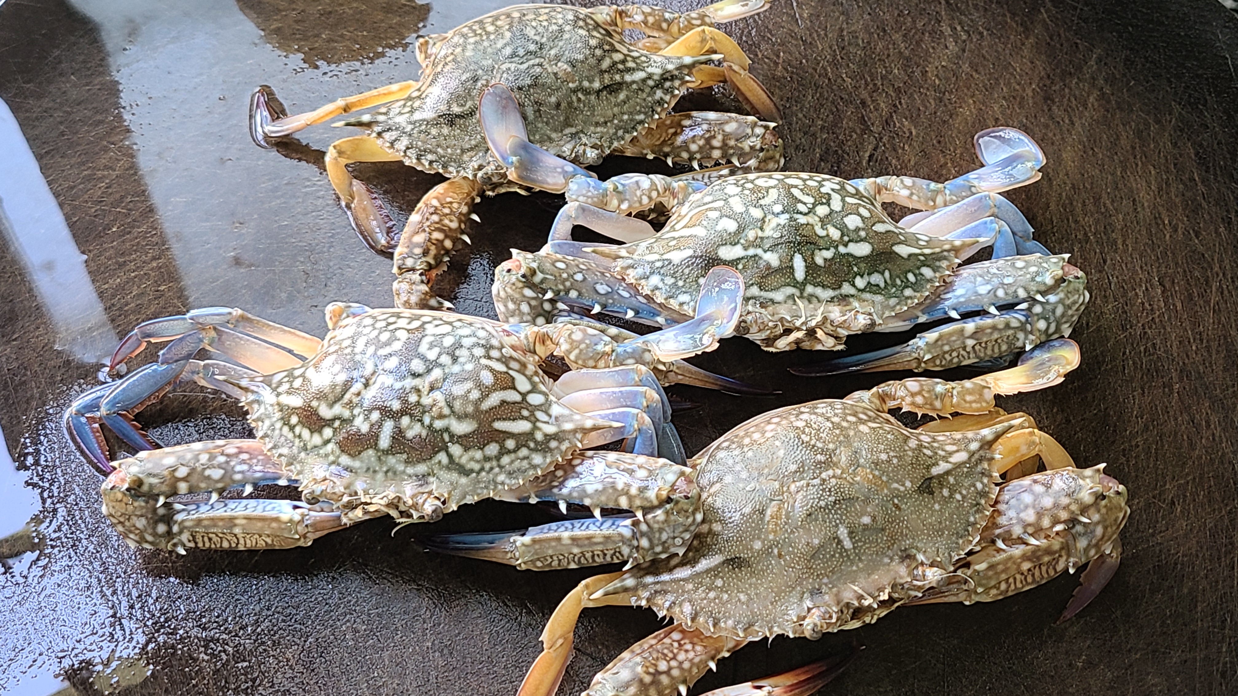 螃蟹燜雞的做法，香味濃郁，好吃下飯，看著肚子都餓了