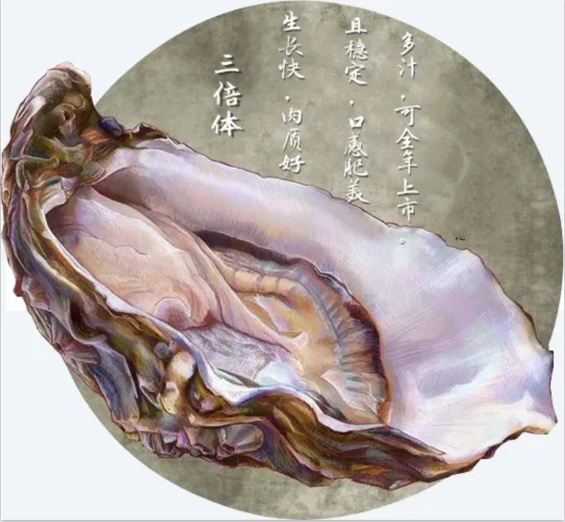 Lacteal hill oyster takes off a beautiful ▎ the self-discipline of unripe oyster of hill of a high grade breast