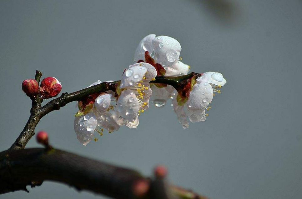 梅花的诗句古诗大全，最经典的10首梅花诗