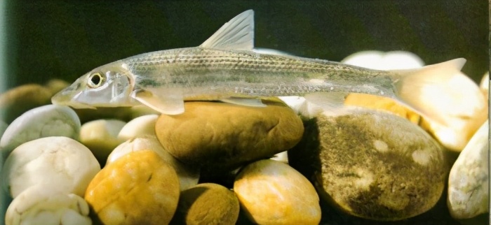 中国淡水鱼图集一489