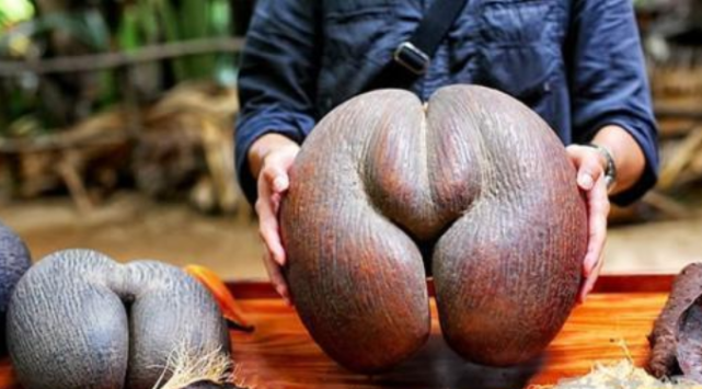 印度洋岛国出产的椰子长相“流氓”, 价格堪比黄