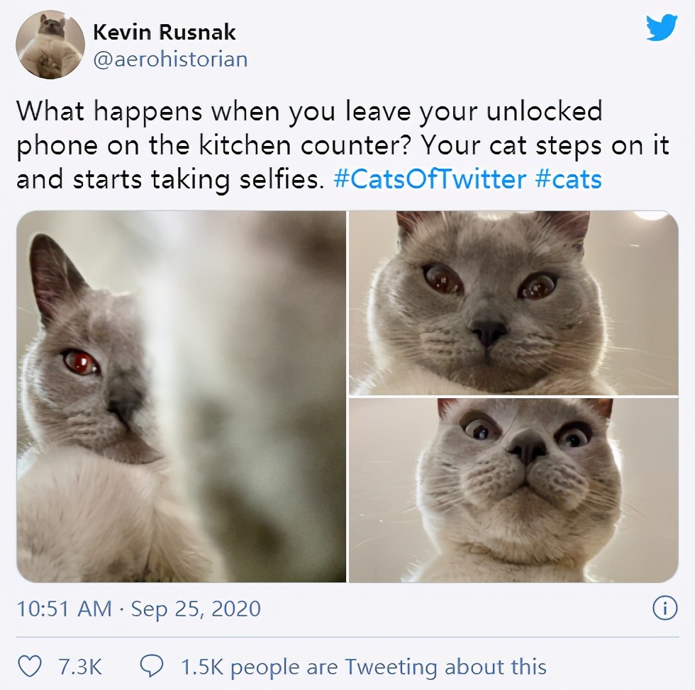 成精了？“铲屎官”将手机放柜台，再看时发现多了几张猫咪自拍