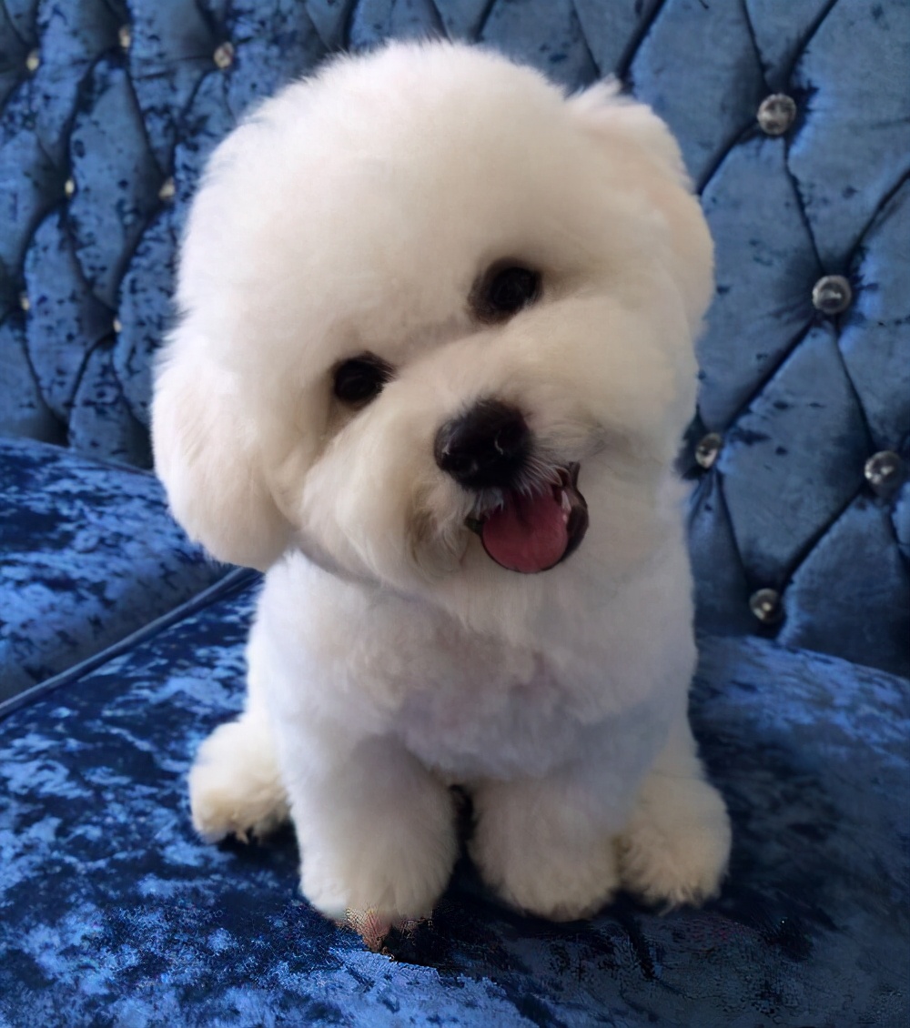 比熊犬过得 滋润 的六大表现 你家有吗 狗狗百科全书 Mdeditor