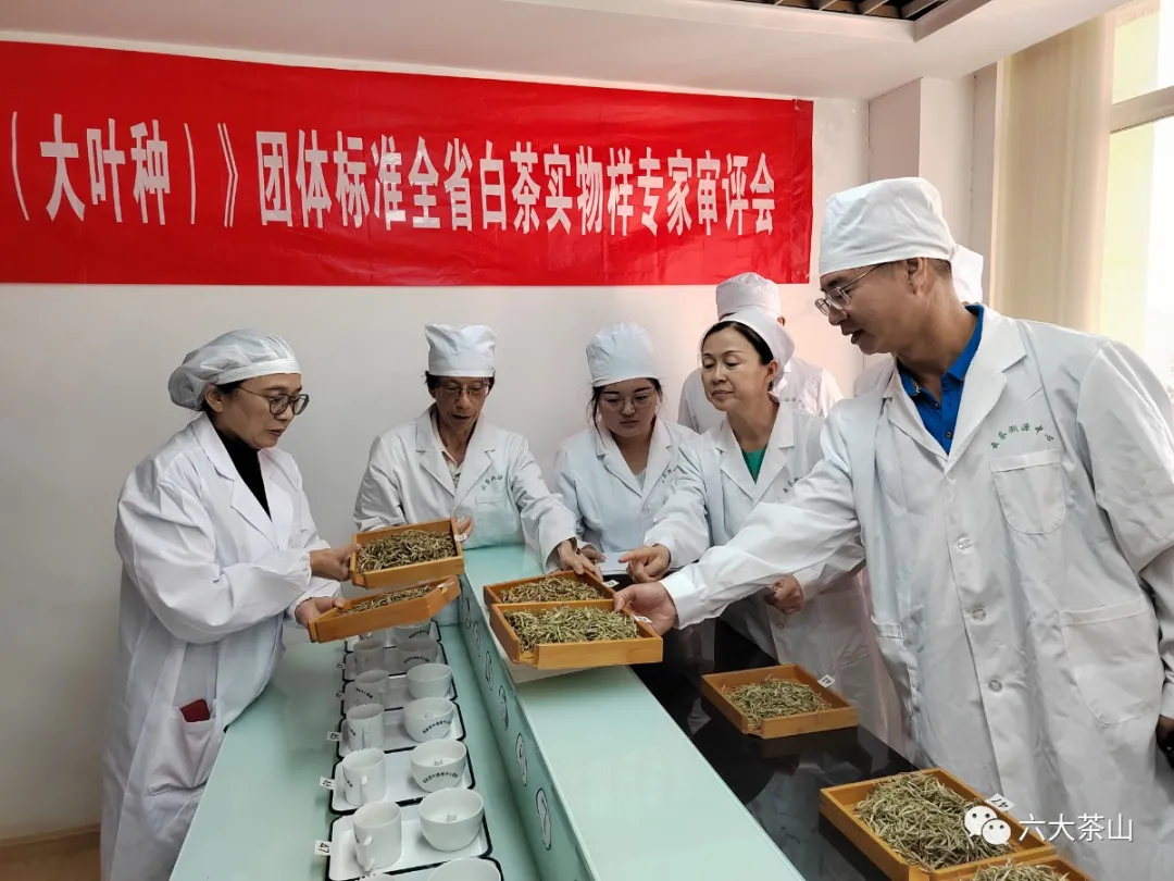 六山积极配合云南省白茶团体标准制定工作,助力云南白茶产业发展