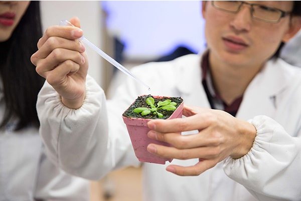 温肯科研人｜理工学院教授科研解密植物繁殖过程中的关键蛋白
