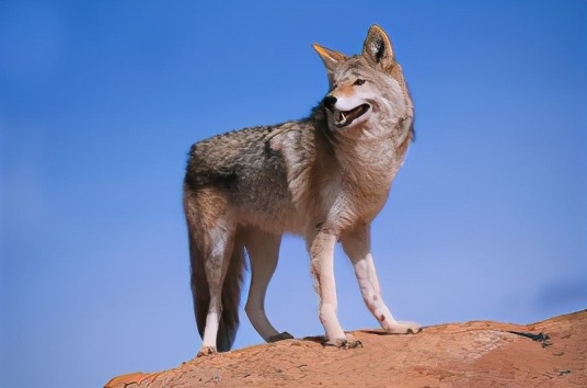 老鼠橫行澳大利亞!澳洲為什麽老鼠泛濫成災,政府為何不以貓滅鼠？