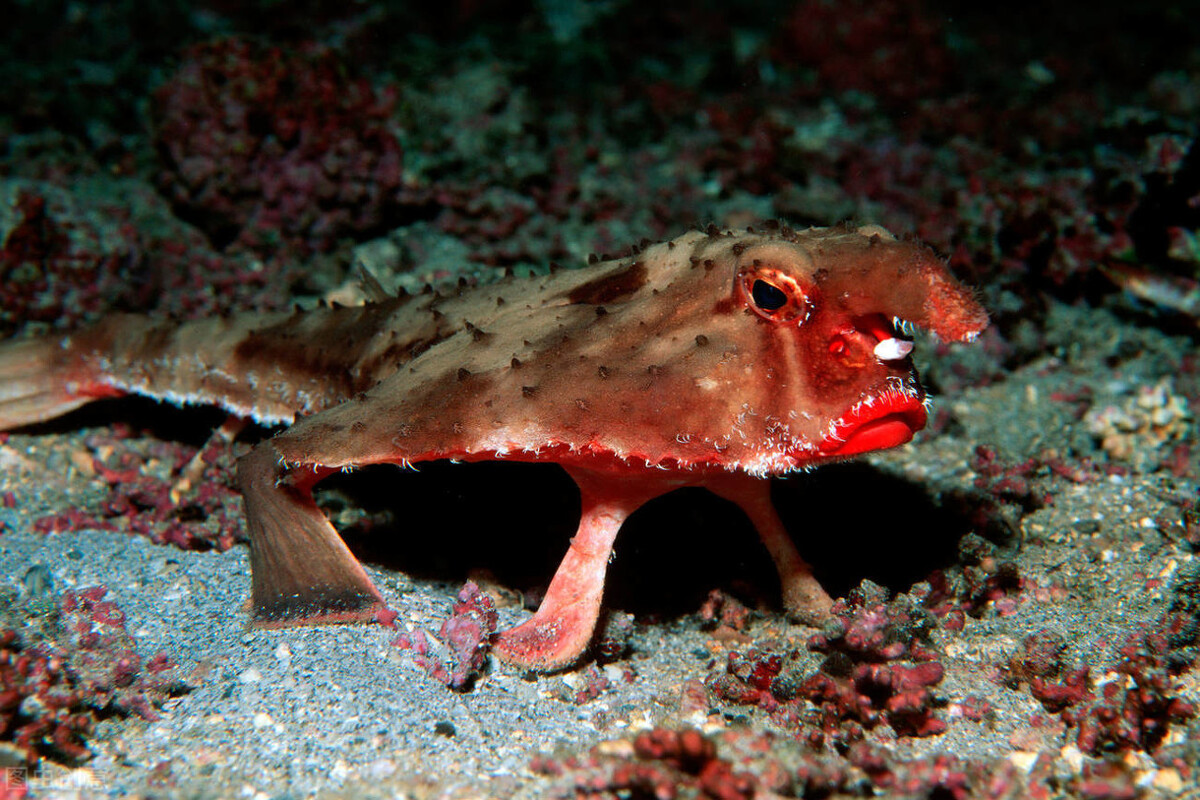 进化论的印证者,一条特立独行的鱼:红唇蝙蝠鱼_水生探索_西南渔业网 