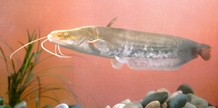 中国淡水鱼图集二90169