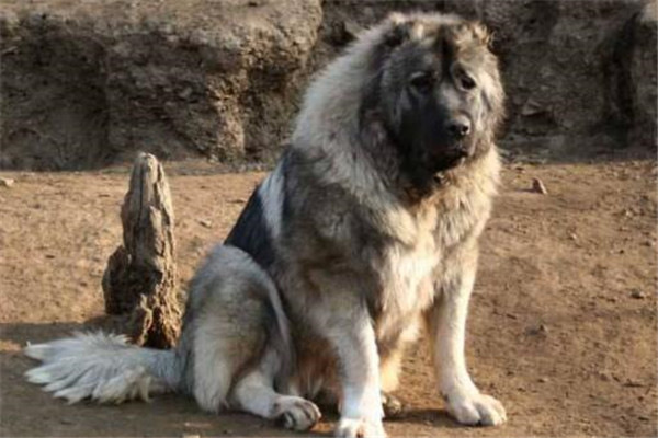 世界十大猛犬排名（全球10大公认的猛犬）