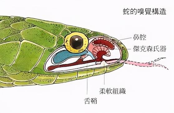为什么说有鹅的地方蛇跑光，鹅粪真能杀蛇？鹅：是我背后有人