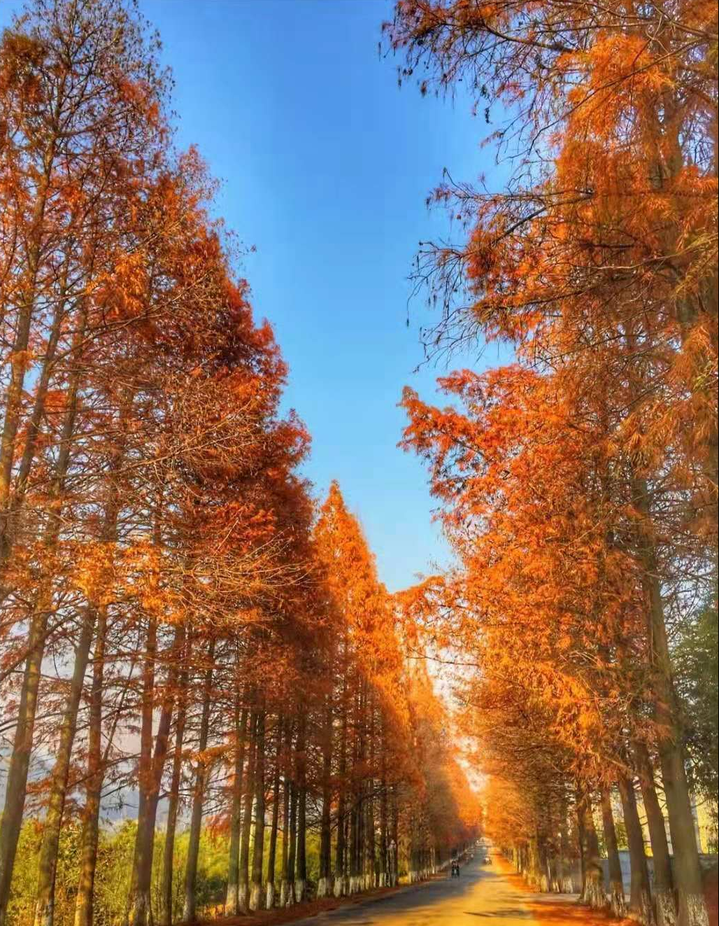 宁波冬季旅游攻略，自驾1.5小时，这三个地方藏着冬天最美色彩