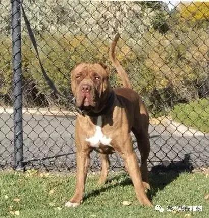 各国猛犬大全，建议收藏