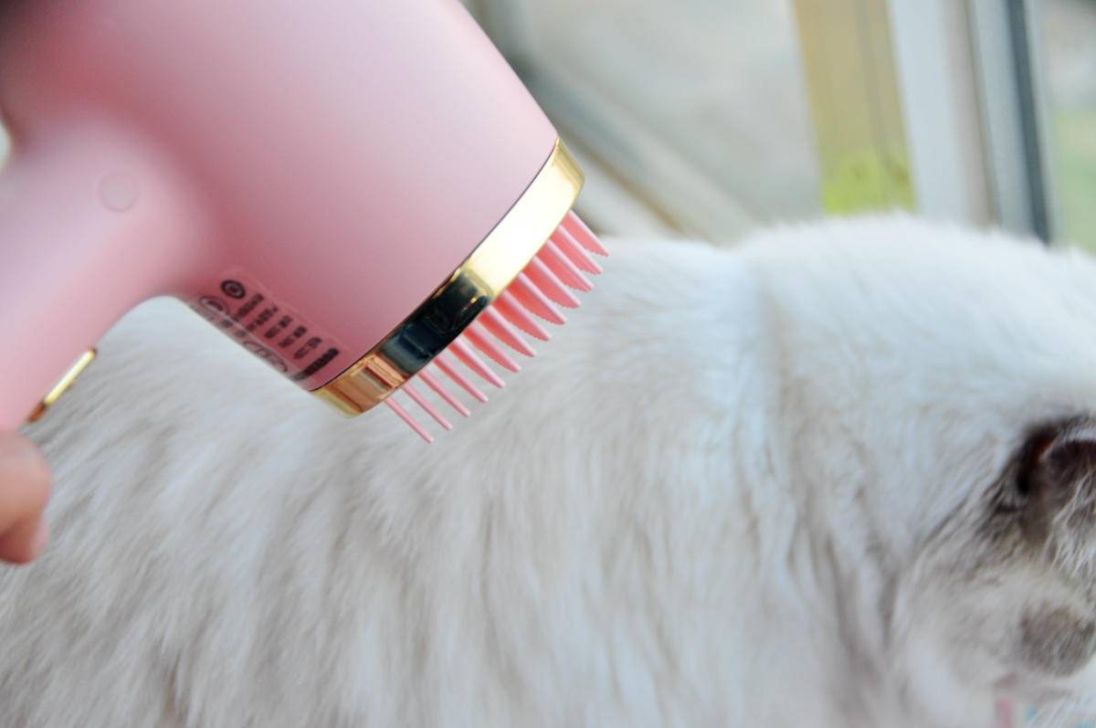 呵护宠物从吹梳开始，嗷喵喵智能宠物吹风梳体验