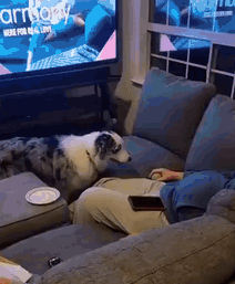 猫咪：抖音上你的身材和实际上你的身材，简直不能太现实