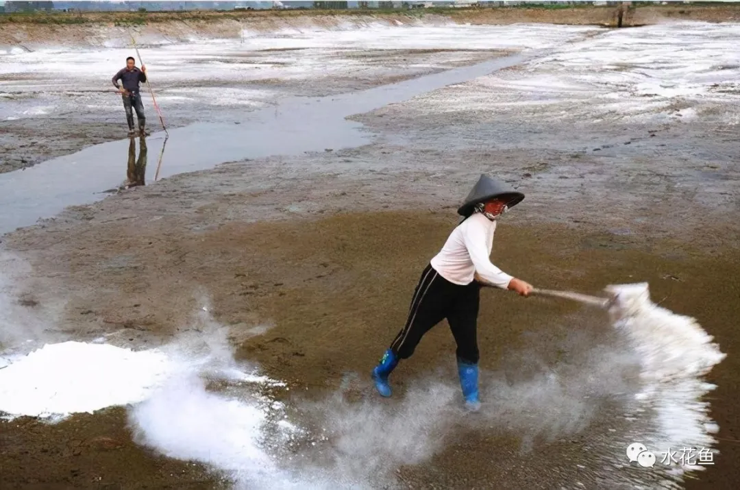 浮游动物与水产养殖:不能多也不能少,保障水生态系统的生物平衡