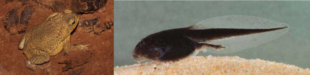 黑暗料理指南：蝌蚪好吃吗？｜奇怪的动物知识