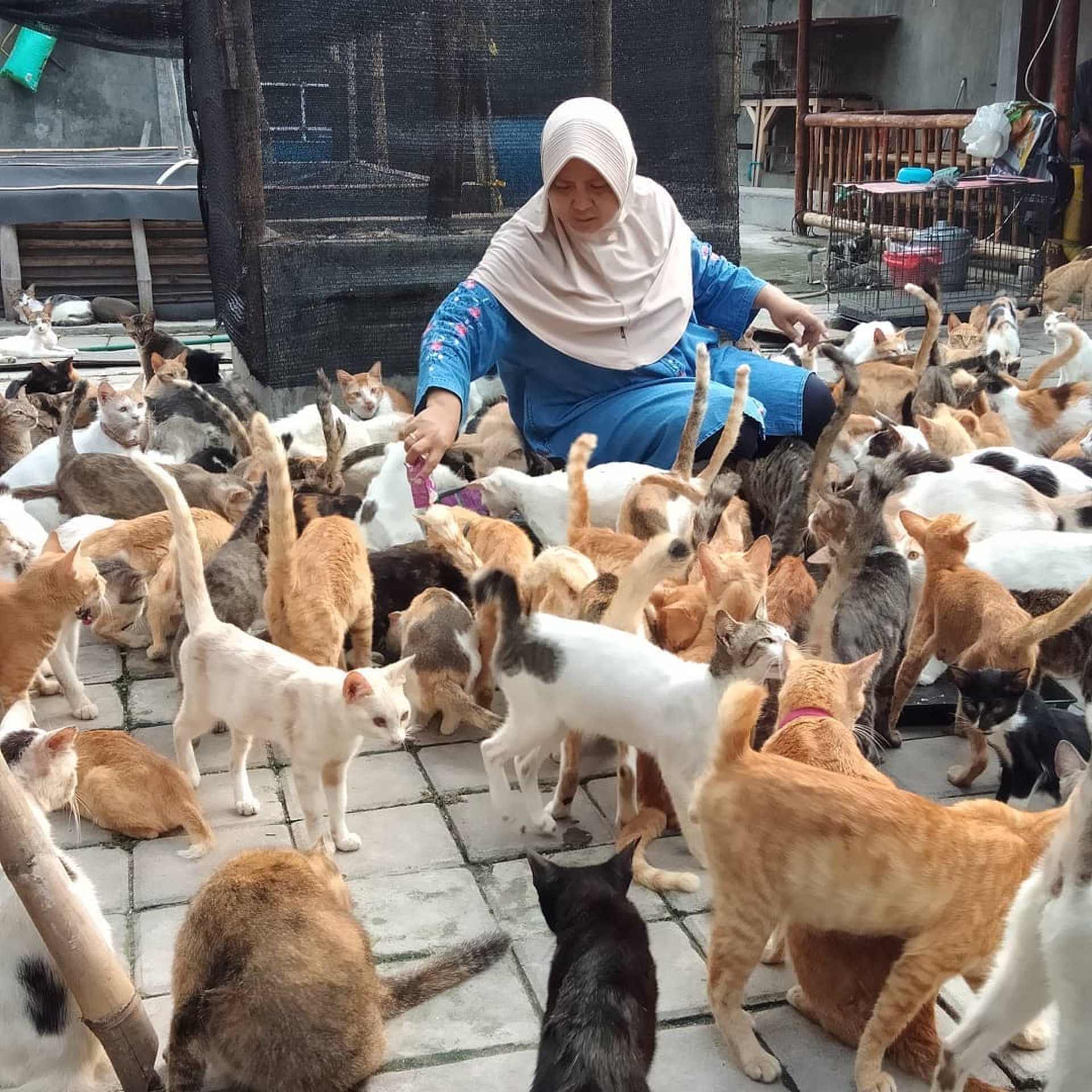 救助400只猫咪，却被恶行逼迫搬家3次，她指出流浪猫最大问题