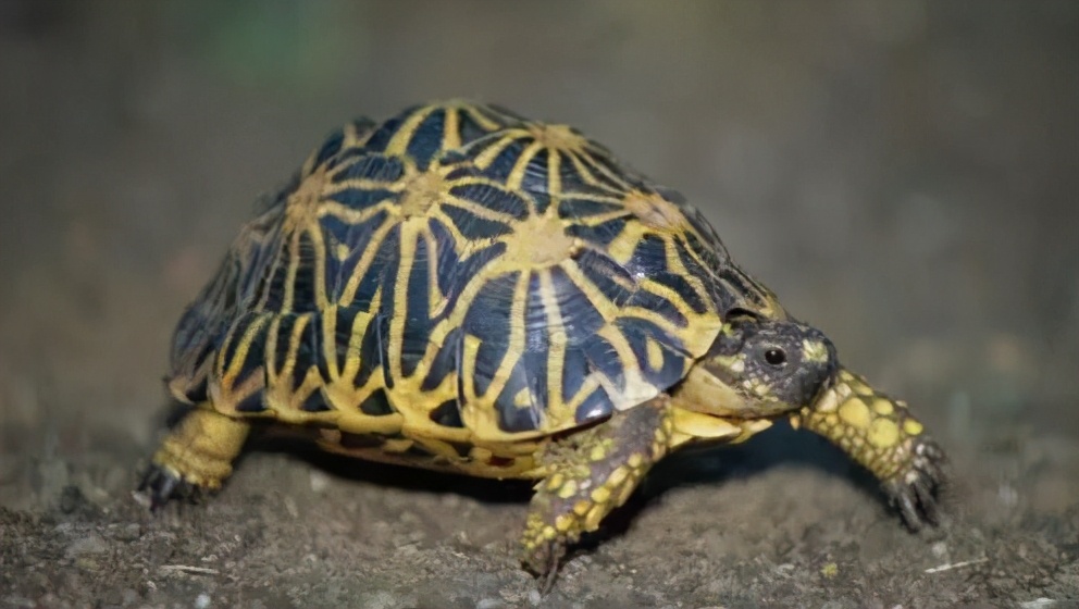 龟类图集_淡水两栖_西南渔业网 水花鱼 水产养殖专业