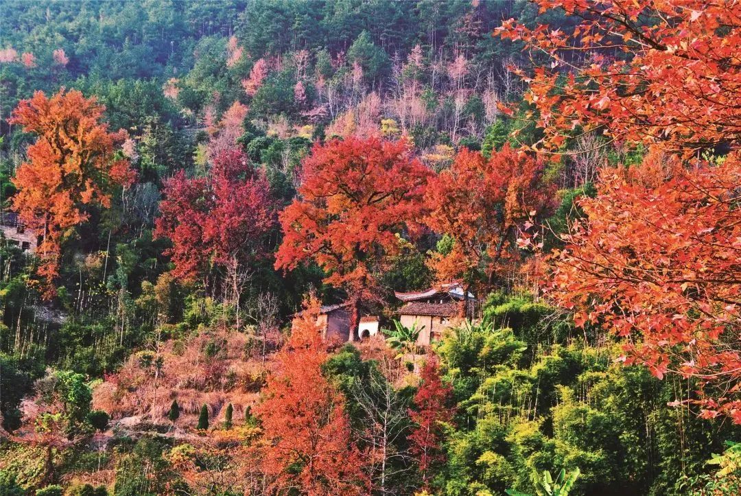 Missing these 14 maple viewing areas in November is equivalent to missing the entire autumn