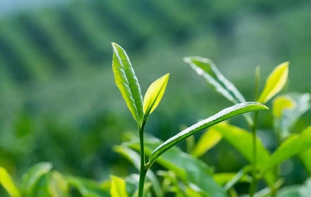 茶叶为原料开发茶饮品深加工价值大前景广阔