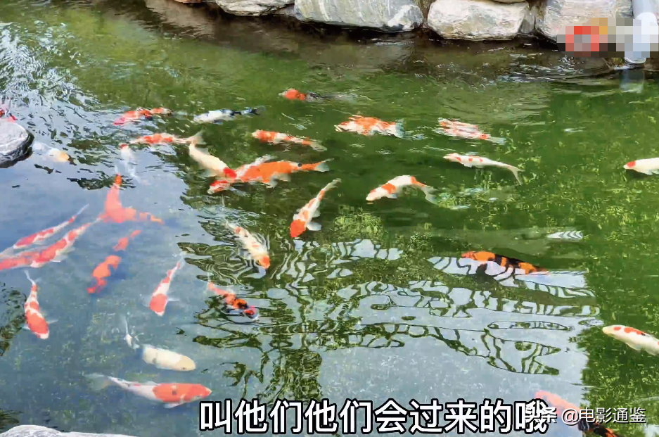 張馨予的家不是一般大！種菜種花不算啥，家庭版魚(yú)池太豪華了吧