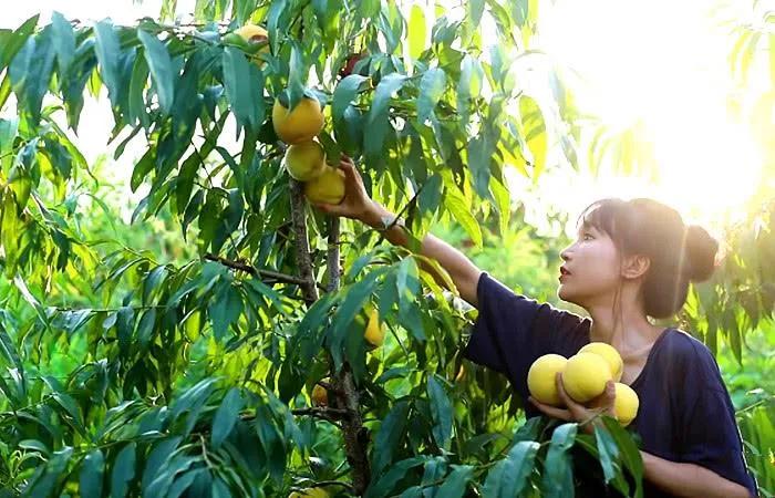 网红逆袭推广大使，李子柒的成功有迹可寻