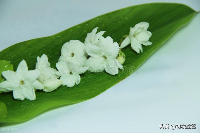 夏花茉莉美诗八首赏读：著人茉莉花如雪，茉莉心香细雨天-第2张图片-诗句网