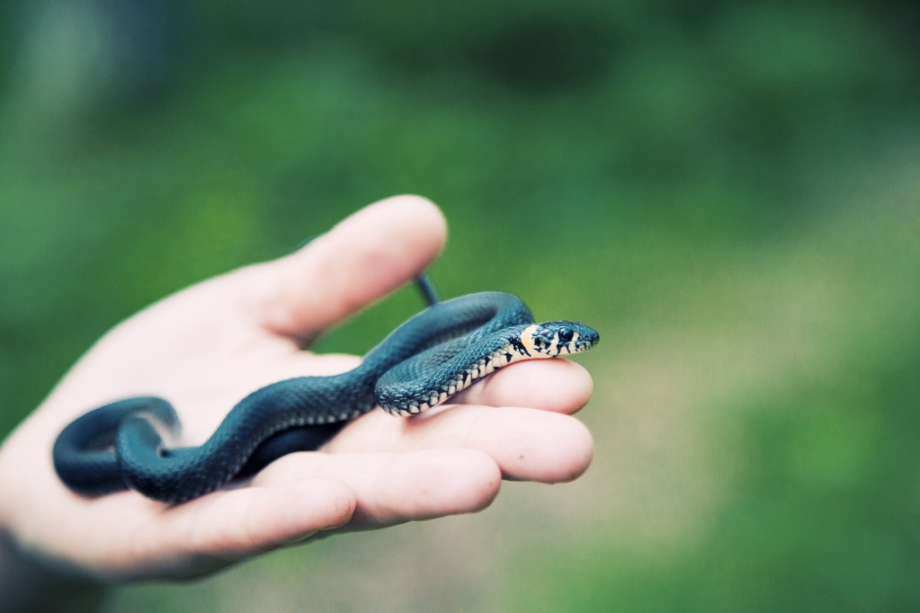 “立夏蛇出动，小心被蛇咬”，驱蛇方法有哪些