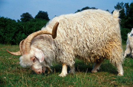 羊毛出在羊身上，羊绒也出在羊身上，但此羊非彼羊