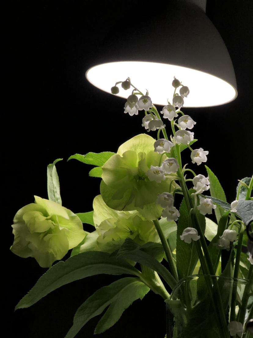 1種花名叫 鈴蘭 零下15度也能開花 開出一串串 小鈴鐺 資訊咖