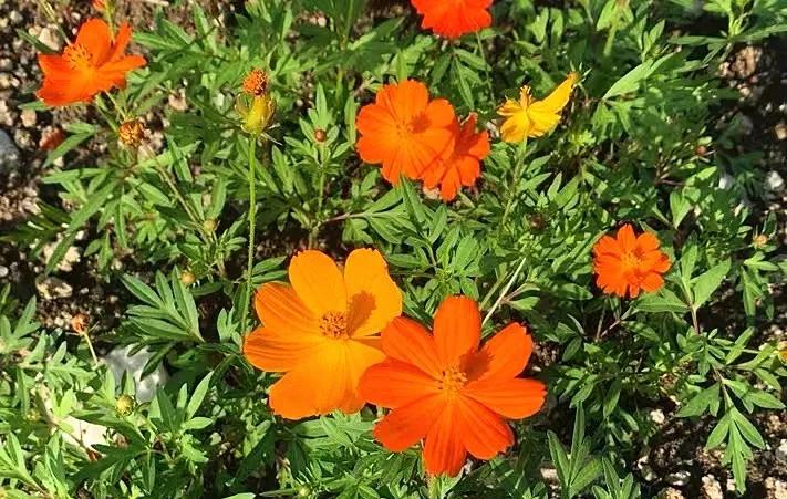 有趣的花海万里挑一 龙吟湖数百亩花海花开正艳 资讯咖