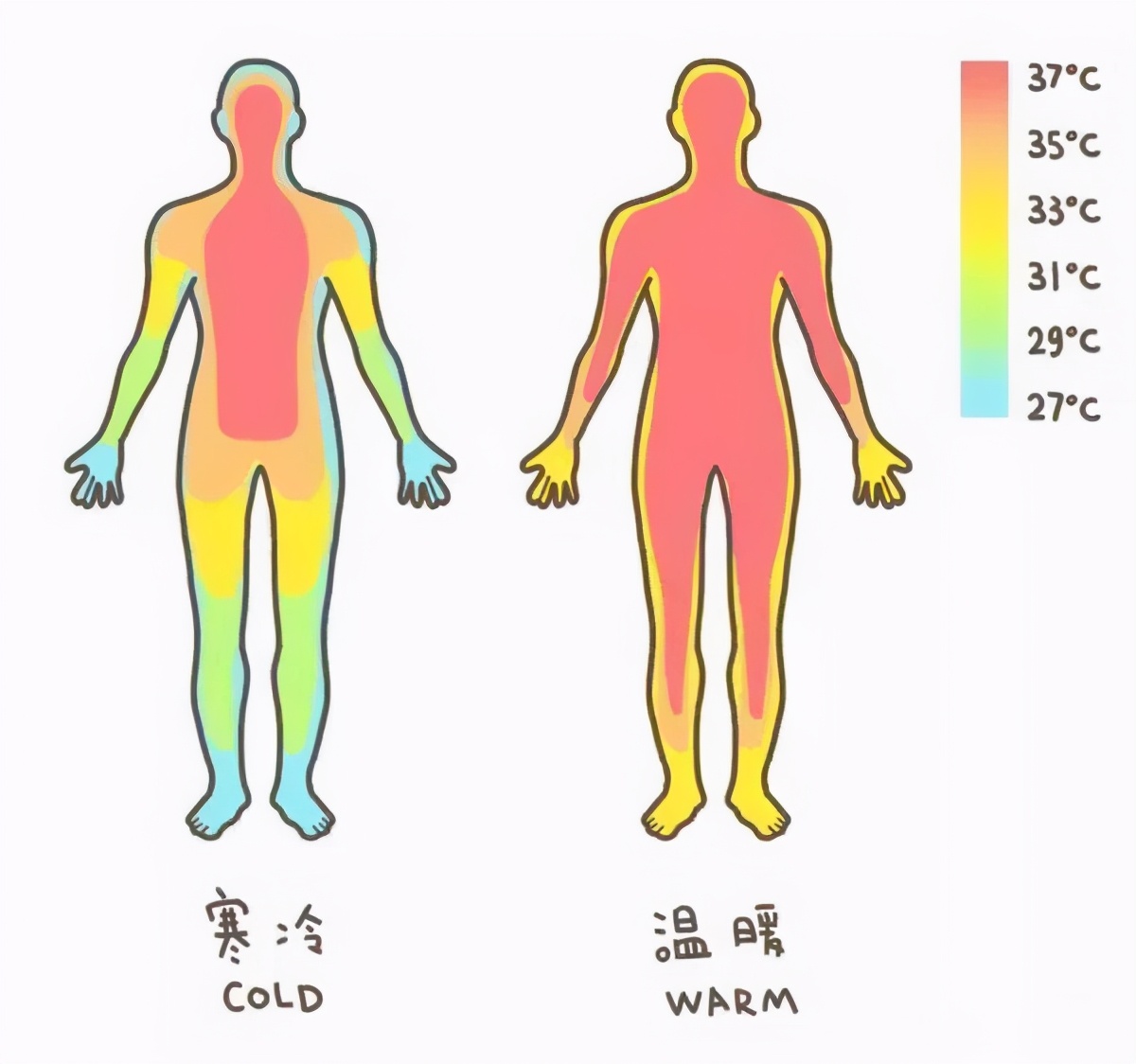 不足37℃！科学家发现人体温度正在下降，原因是什么？