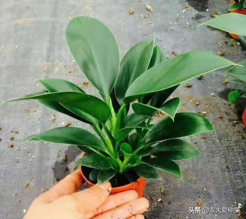 1种 耐阴 花卉 叶形别致 株形优美 四季可赏 好看又好养 农夫爱种菜 Mdeditor