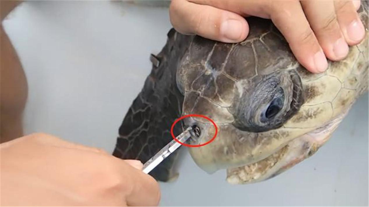 深海100000米以下生物，海底10000米是什么概念？图片