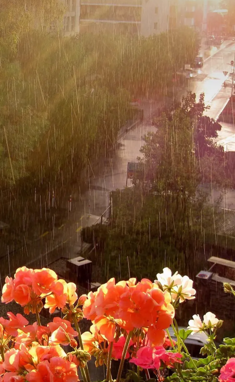 让小雨驱散夏日的炎热-第11张图片-非凡网
