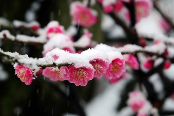 「诗词鉴赏」傲雪寒梅独自开-第18张图片-非凡网