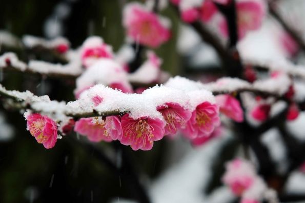 「诗词鉴赏」傲雪寒梅独自开-第18张图片-诗句网