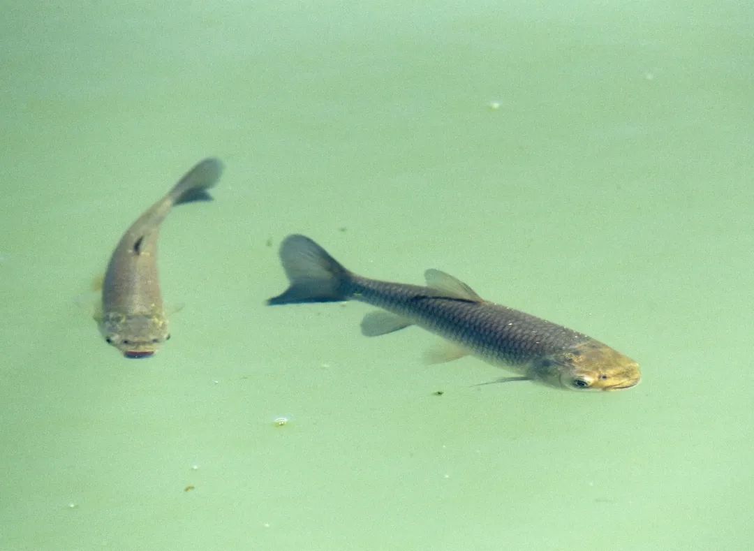 水中割草机---草鱼习性大揭秘_淡水鱼类_西南渔业网 水产养殖专业网