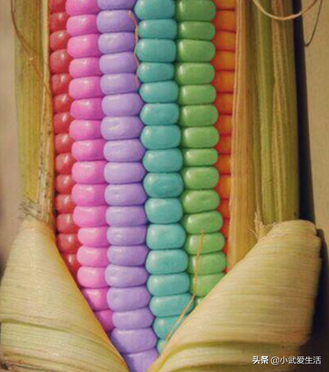 This kind of corn bestrews chromatic corn bead, cooking is ripe good-looking delicate, be in nowadays India is extremely welcome