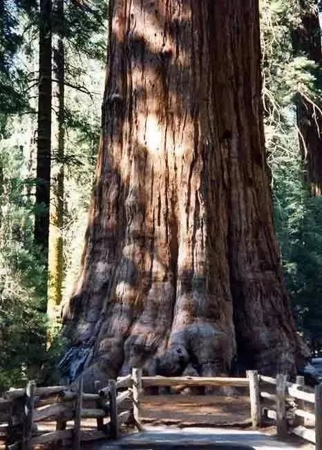 看看地球上這些現存的最古老的樹