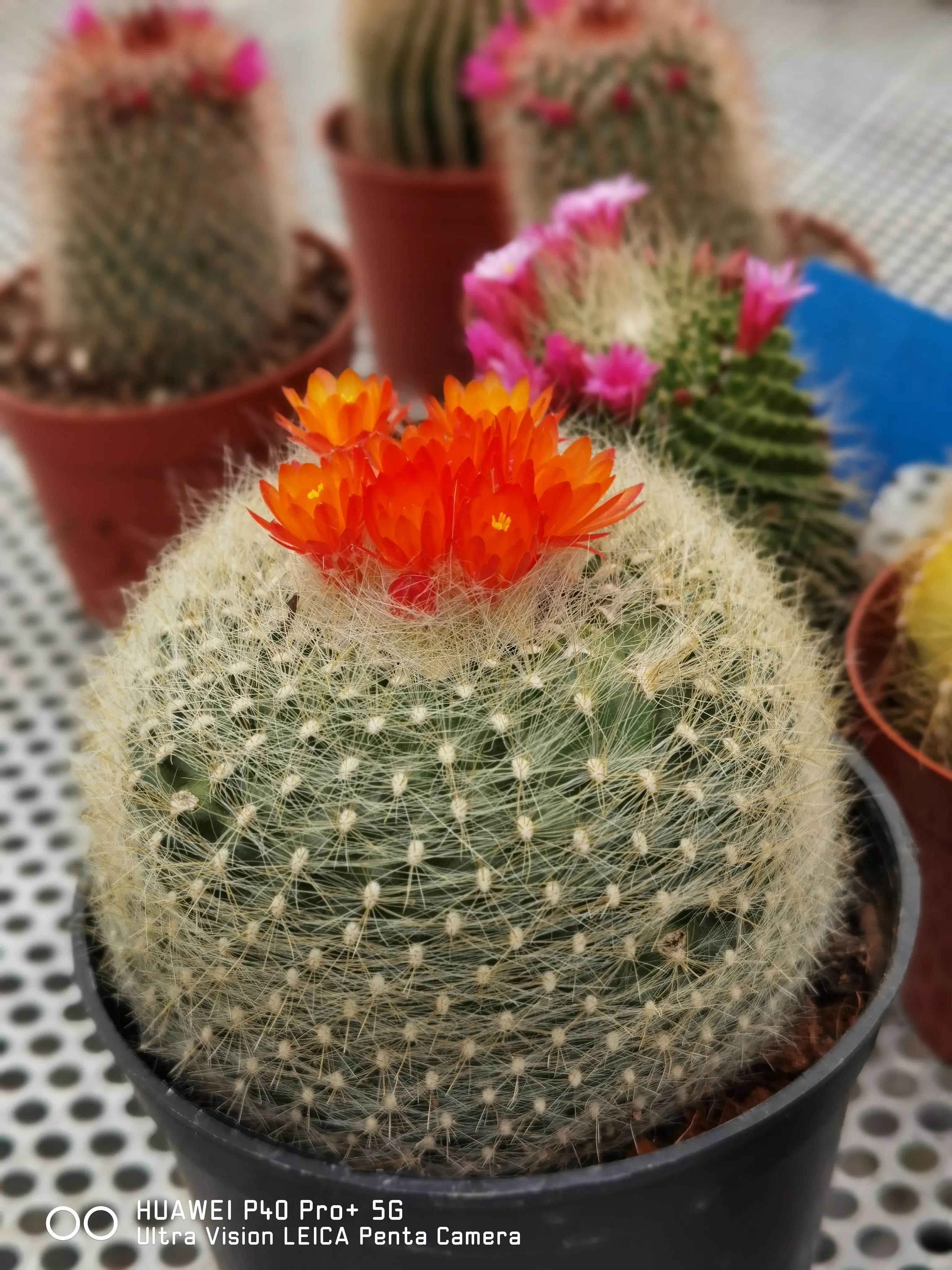 花無百日紅 月半彎的閒暇時光 Mdeditor