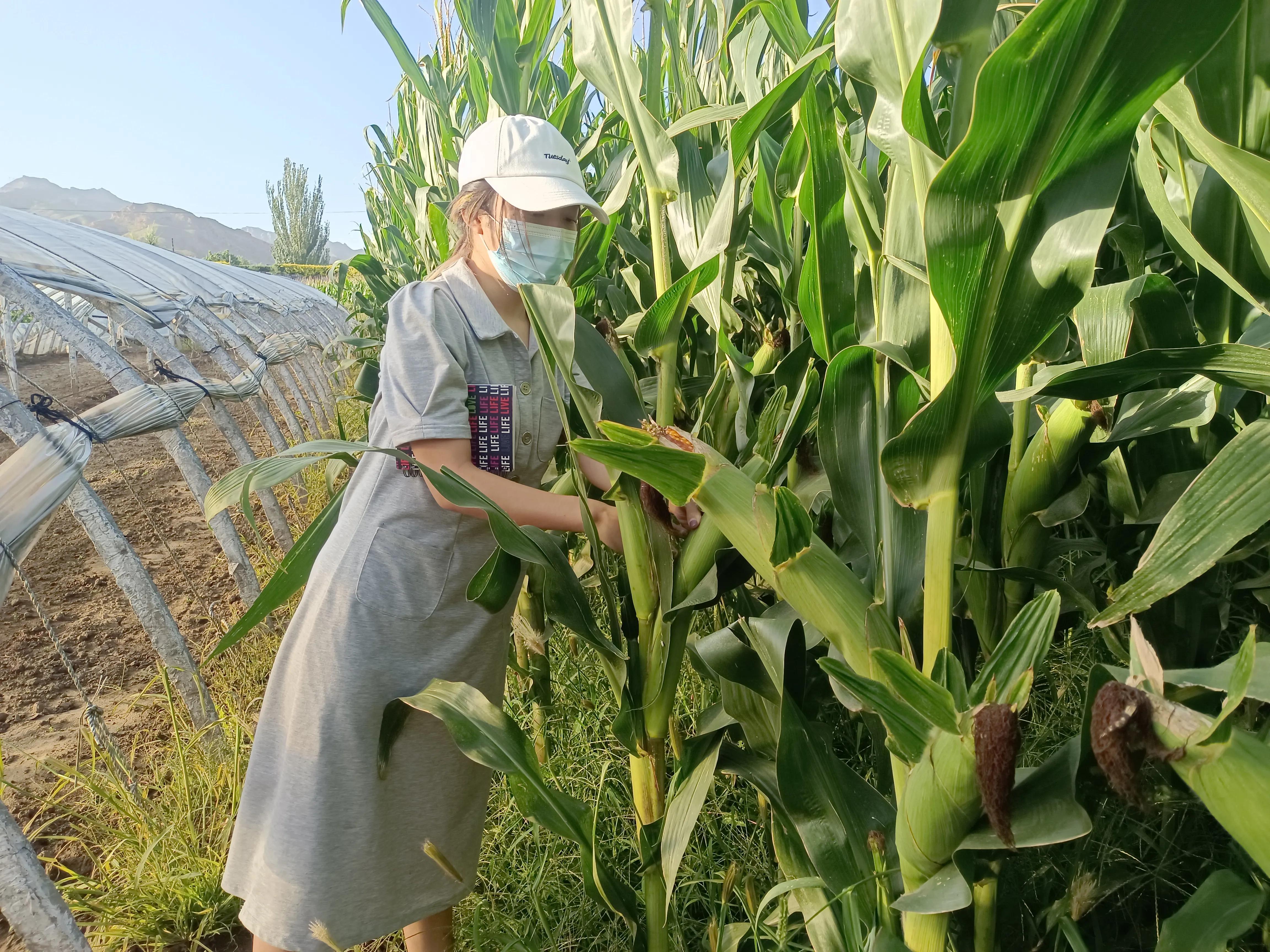 陕西学子三下乡：走近沙尔沁观察 调研产业兴旺