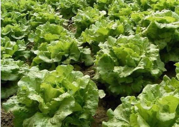哪些蔬菜基本不打農(nóng)藥？多買這6種蔬菜，可以放心食用