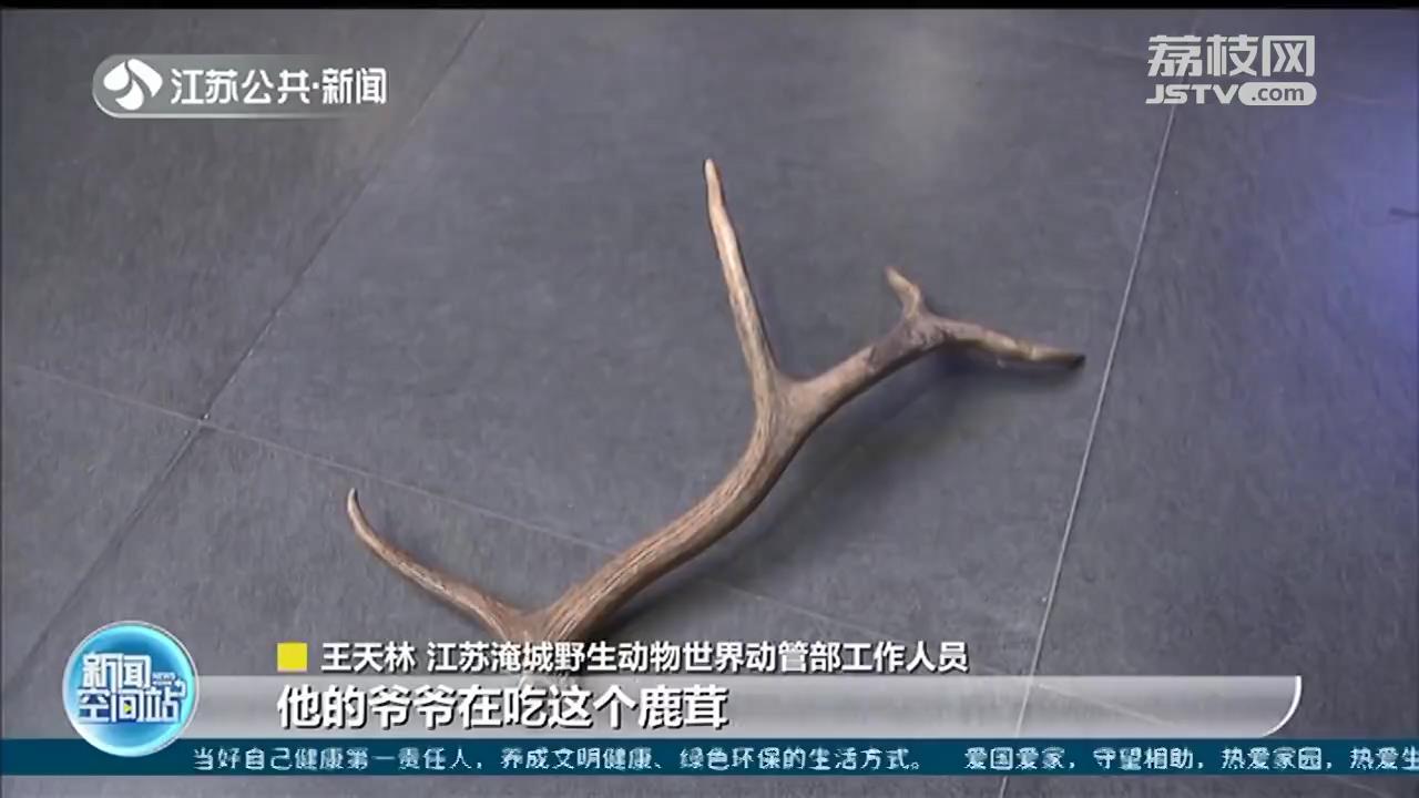 小朋友拔下动物园鹿角标本：给爷爷滋补