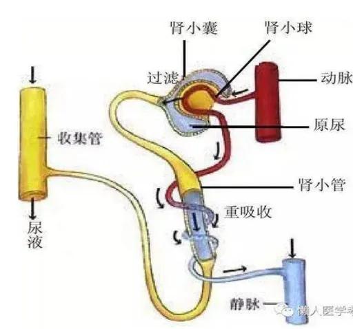 2个火龙果引发的“血”案——五颜六色的尿液小常识